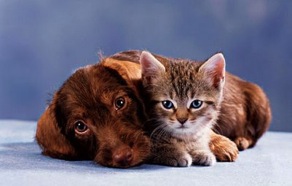 cat_and_dog01