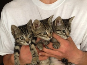 photo kittens 1